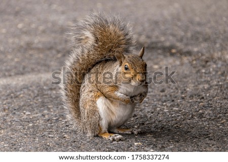 Friendly squirrel posing for the camera