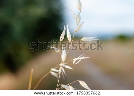 isolated wild oat plant along path in the field Royalty-Free Stock Photo #1758357662