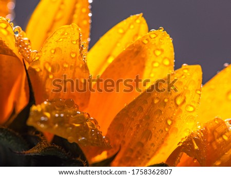 photo shoot for wild sunflowers