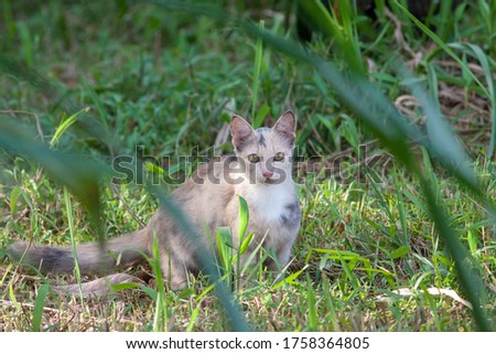 Adult female cat, lying in the sun in the back yard on the meadow in the grass. A close up portrait of a cat. Cute female cat chill out in the grass and enjoying the sun. A close up portrait of a cat