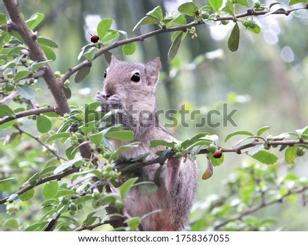 squirrel eating food in home garden