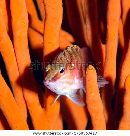 Banded Perch Fish on Orange Coral Background Royalty-Free Stock Photo #1758369419