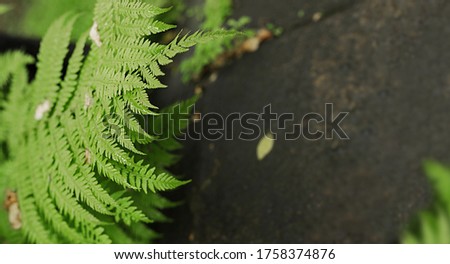 Fresh beautiful leaf of a green fern plant with raindrops on the background of a stone slab. tropical plant banner