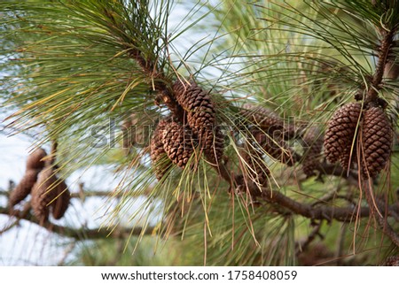 American pine (Pinus elliottii). Pine cones. Rural landscape. Blue sky. Humid climate and soil tree. Large with height between 18.0m and 30.0m. Pulp industry. Christmas tree.