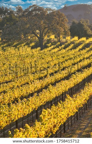 Central California vineyards in the fall