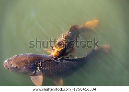 image of fish in the pond wait for food