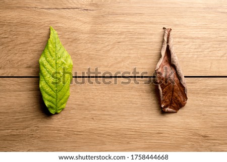 The picture of fresh green leaves and old leaves on the wooden floor