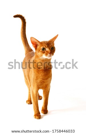 Abyssinia cat isolated on white background Royalty-Free Stock Photo #1758446033