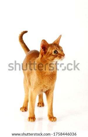 Abyssinia cat isolated on white background Royalty-Free Stock Photo #1758446036