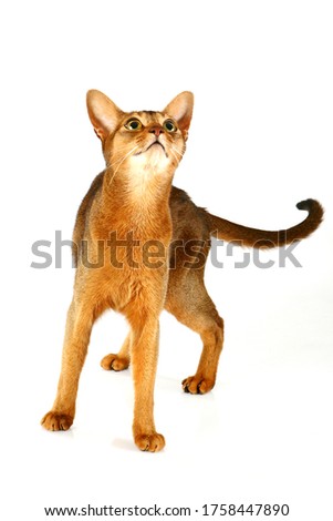 Abyssinia cat isolated on white background Royalty-Free Stock Photo #1758447890
