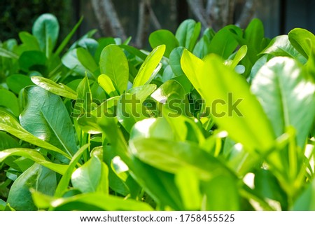 Lush green leaves in tropical forest. Greenery texture background. Green leaves copy space banner.