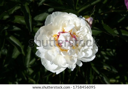 Large white peony on a green background