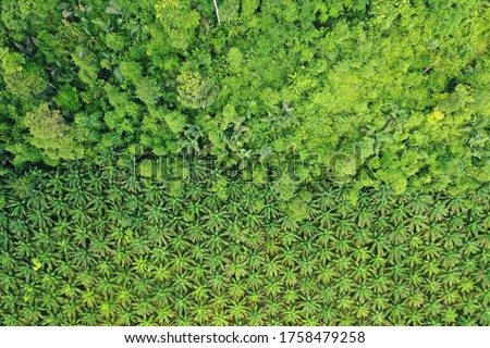 Oil palm trees plantation at the edge of tropical rainforest. Aerial photo from drone, showing the environmental damage caused by the palm oil industry to rain forest jungle 