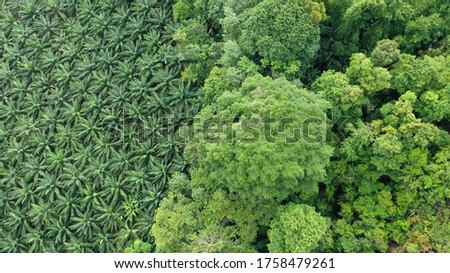 Oil palm trees plantation at the edge of tropical rainforest. Aerial photo from drone, showing the environmental damage caused by the palm oil industry to rain forest jungle 