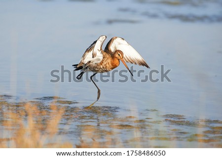 black-tailed godwit hunting in the pond