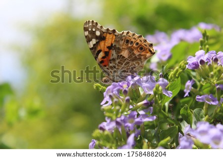 Butterfly with beautiful orange and black textured wings on a lavender flowers
