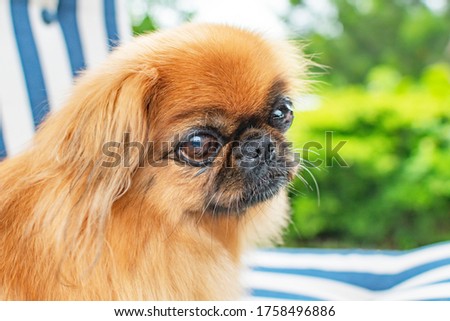Small Pekingese dog close up in the courtyard of a private house