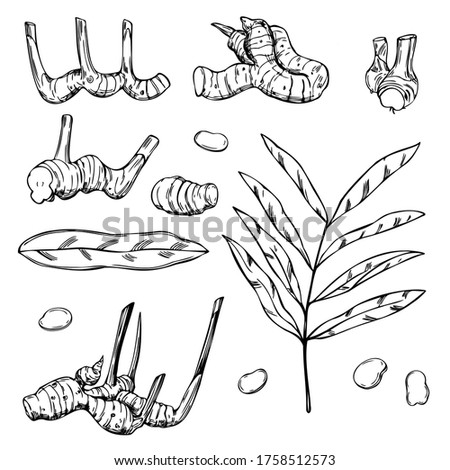 Hand drawn Alpinia galanga. Galangal, root, leaves. Vector sketch illustration  Royalty-Free Stock Photo #1758512573