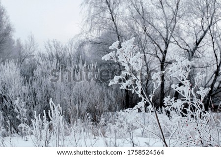 Winter landscape. Snow-covered grass. Trees in frost.