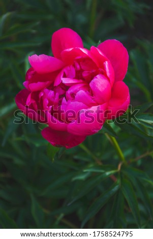 Close up picture of peony flower in bright pink shade on green background. Natural wallpaper with copy space concept for greeting card. composition with seasonal flowers in the garden.