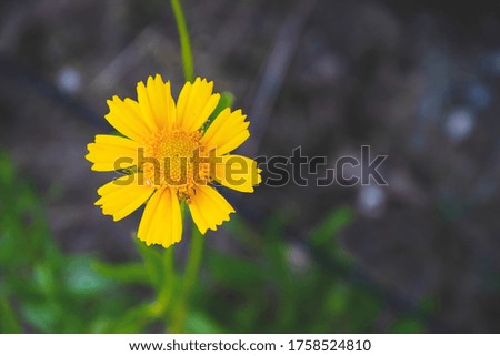 Close up picture of yellow flower on the side and green background. Marco picture of chamomile in the garden, as natural wallpaper with herb. Wild flowers in the forest with copy space for text.