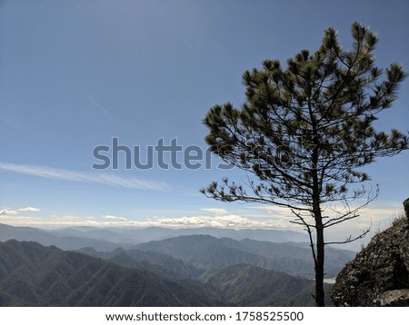 Small tree on top of a mountain