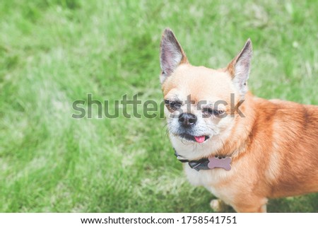 Close-up portrait of ginger chihuahua, green lawn, place for text