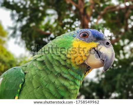 Araguatins, TO / Brazil - December 17, 2019: This photo features a bird, it is very beautiful, vivid and full of colors. It has the name of parrot, it is very popular in the interior of Brazil.