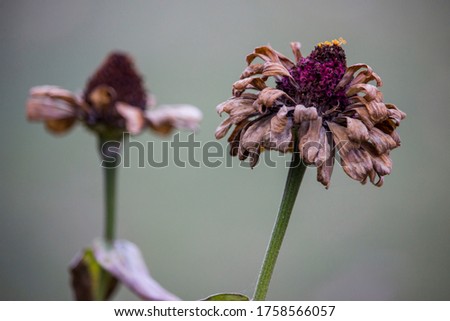 Dried flowers in soft background close-up