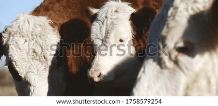 A panoramic shot of  an adorable calf grazing in a farm with other cows