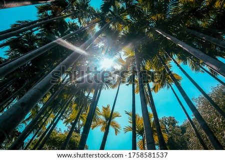 Palm tree background with warm blue vintage sky at the tropics coast