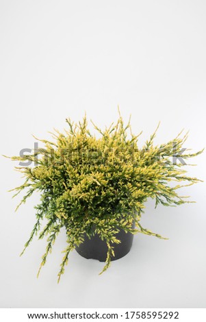 Juniperus communis Goldschatz - outdoor plant Royalty-Free Stock Photo #1758595292
