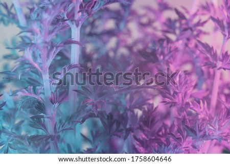 Close up abstract carrot leaves in color light. Beautiful plant minimal in neon light. Minimalism retro style concept. Background pattern for design. 