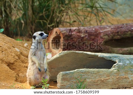 Meerkat waiting on his lunch arriving