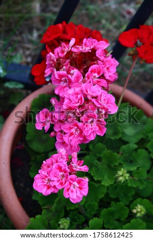 A beautiful pink geranium flower in the pot