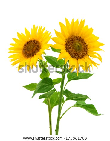 sunflowers on a white background