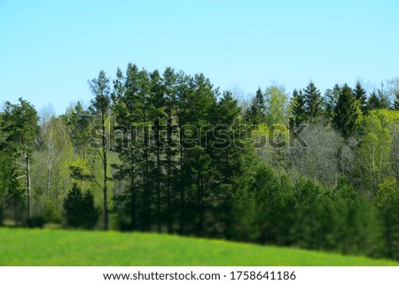 Beautiful background of mixed forest with spruce, fir and beech trees in the sunlights  in springtime. Stock Image