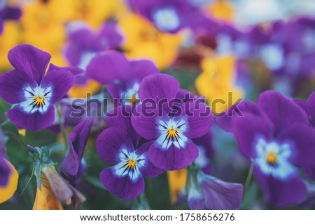 beautiful background with spring colored pansies in close-up