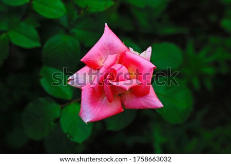 Pink rose on a background of green leaves