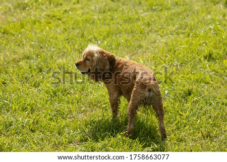 Happy and active cocker spaniel walking in the park. Dog playing outdoors in the grass on a sunny summer day.