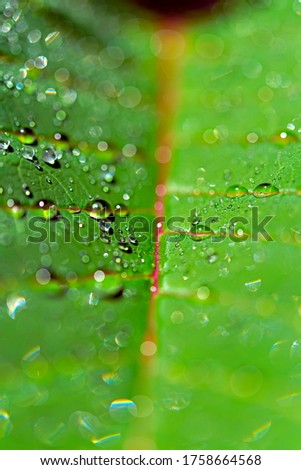 Macro photography (shallow depth of field) water drops on a green leaf illuminated by the sun of a bright summer day. Can be used as background or texture.