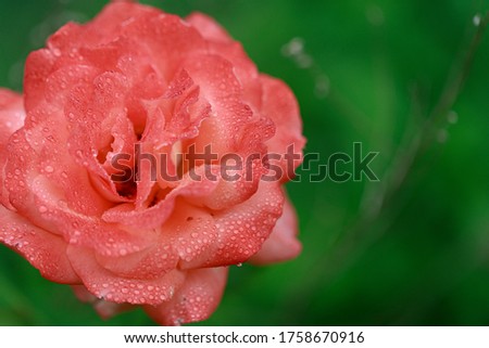 Closeup wet orange rose with green background