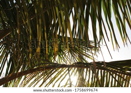 Palm tree leaves next to a streetlamp