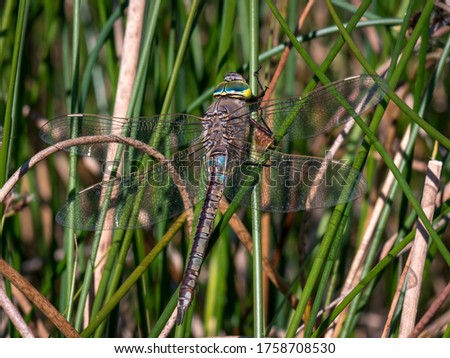 Anax parthenope, the lesser emperor, is a dragonfly of the family Aeshnidae.