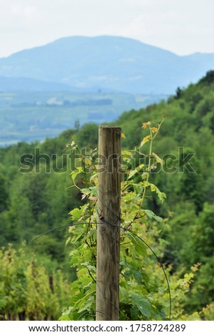 Details from the vineyard in Oplenac in Serbia