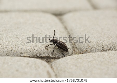 A black beetle with a white stripe on its back creeps along the pavement.