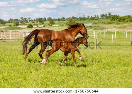 Young foal with his mother are running on the pasture in summertime