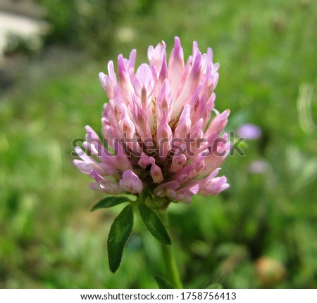 In this photo you can see an amazing Trifolium Pratense, a wildflower also know as Pink Clover