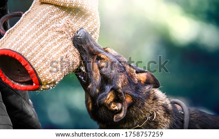 Dog training on the playground in the forest. German shepherd aggressive dog train obedience. K9 Bite sleeve detail. Royalty-Free Stock Photo #1758757259