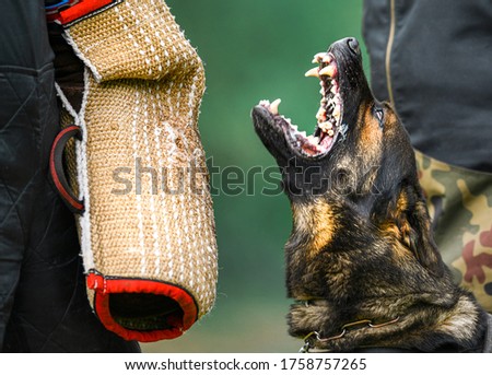 Dog training on the playground in the forest. German shepherd aggressive dog train obedience. K9 Bite sleeve detail. Royalty-Free Stock Photo #1758757265